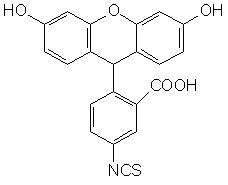 5-异硫氰酸荧光素（FITC）