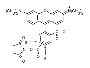 TAMRA|5(6)-羧基四甲基罗丹明琥珀酰亚胺酯